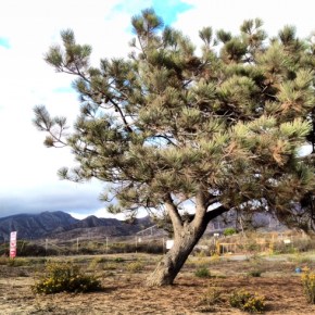 To the Spiders, who hold the world&nbsp;together